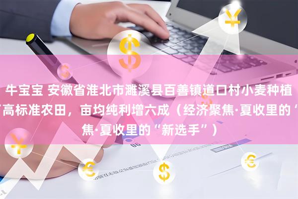 牛宝宝 安徽省淮北市濉溪县百善镇道口村小麦种植户—— 有了高标准农田，亩均纯利增六成（经济聚焦·夏收里的“新选手”）